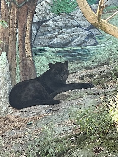 Photo 1 de Parc animalier du Mont Faron