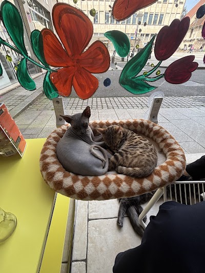 Photo 3 de Le Royaume des Chats