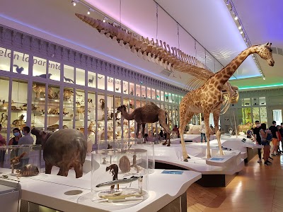 Photo 3 de Muséum de Bordeaux - sciences et nature