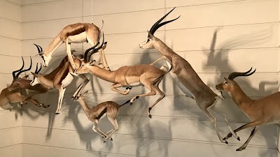 Photo 4 de Muséum d'Histoire naturelle de La Rochelle