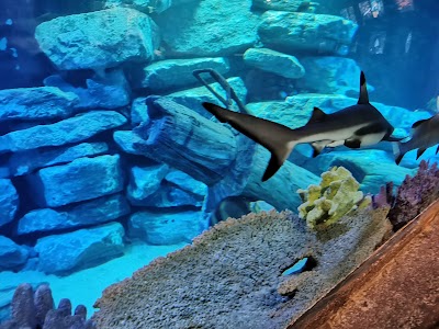 Photo 2 de Aquarium d'Amnéville