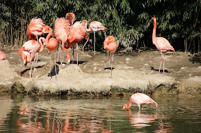 Photo 3 de Parc des Oiseaux
