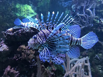 Photo 4 de Aquarium tropical