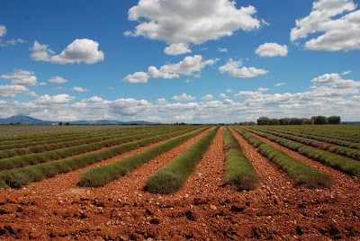 Photo 3 de Plateau de Valensole