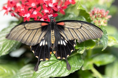 Photo 2 de Jardins des Papillons