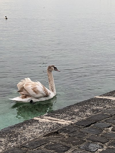 Photo 4 de Jet d'Eau de Genève