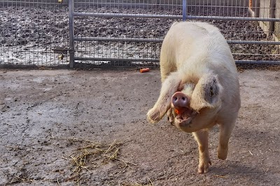 Ferme pédagogique Marcel Dhénin - Ville de Lille