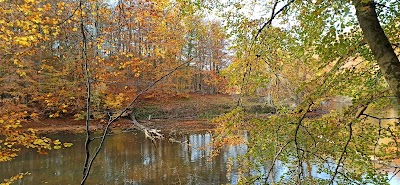 Photo 2 de Forêt de Soignes