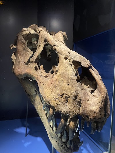 Photo 2 de Musée d'histoire naturelle