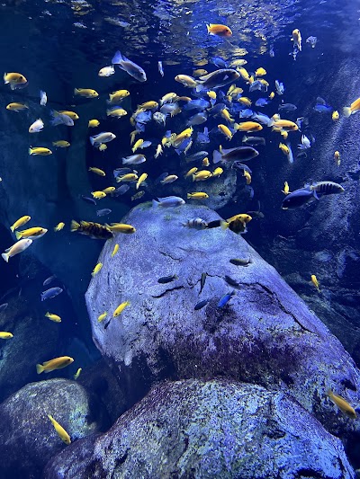 Photo 3 de Aquarium of Lyon 🐟🐠🎏