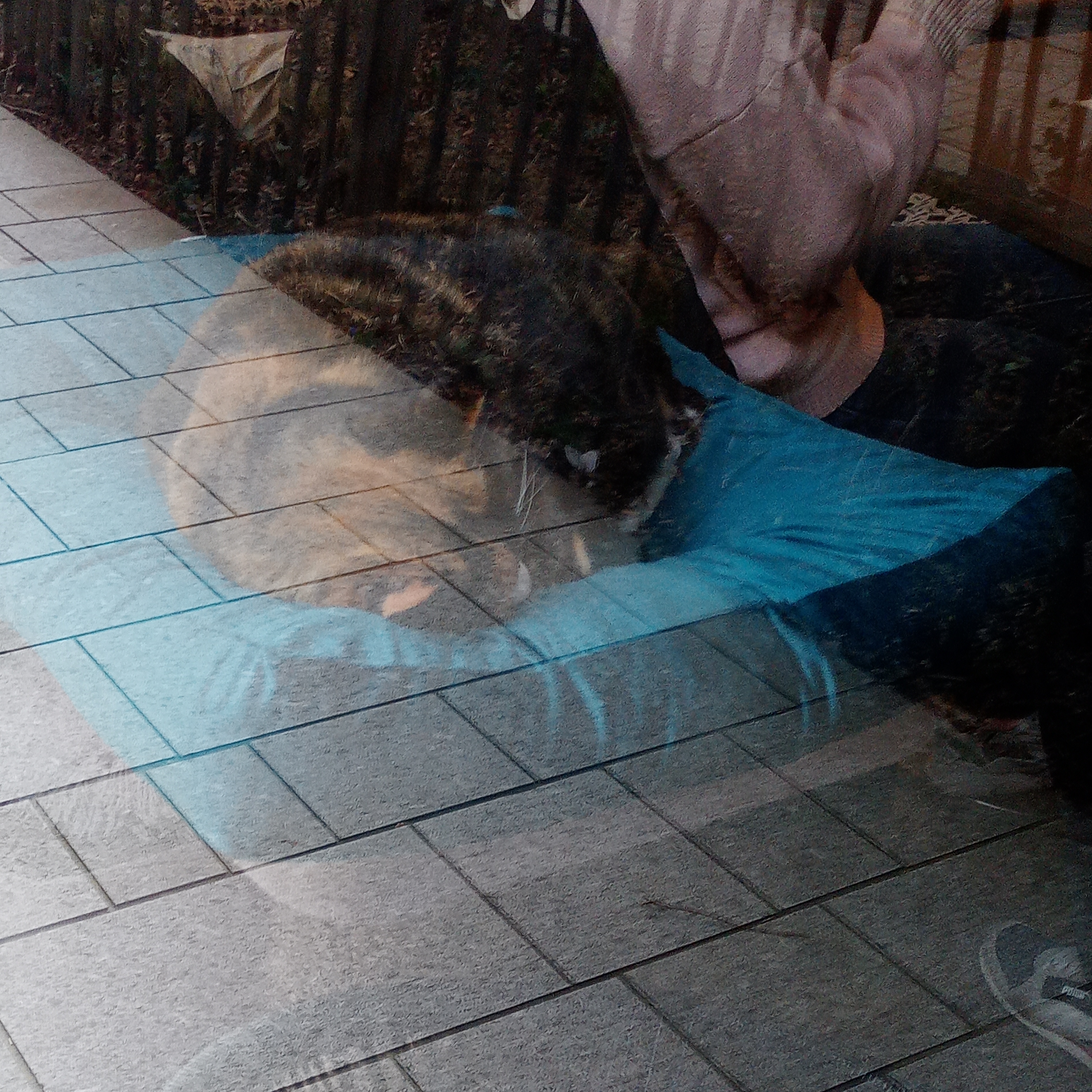 Photo 1 de Salon de thé Le Chat Puccino Rennes