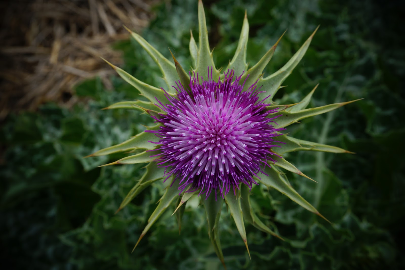 Photo 2 de Jardin des Mille Pas