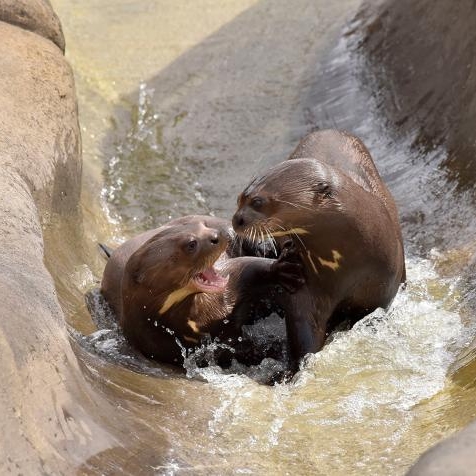 Parrot World - Le parc animalier immersif