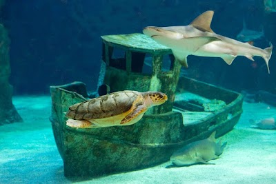 Photo 3 de Océarium du Croisic