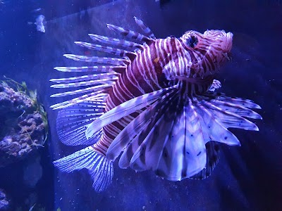 Photo 5 de Aquarium d'Amnéville