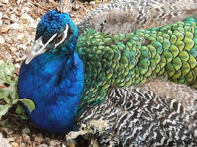 Photo 3 de Parc animalier de Nahuques