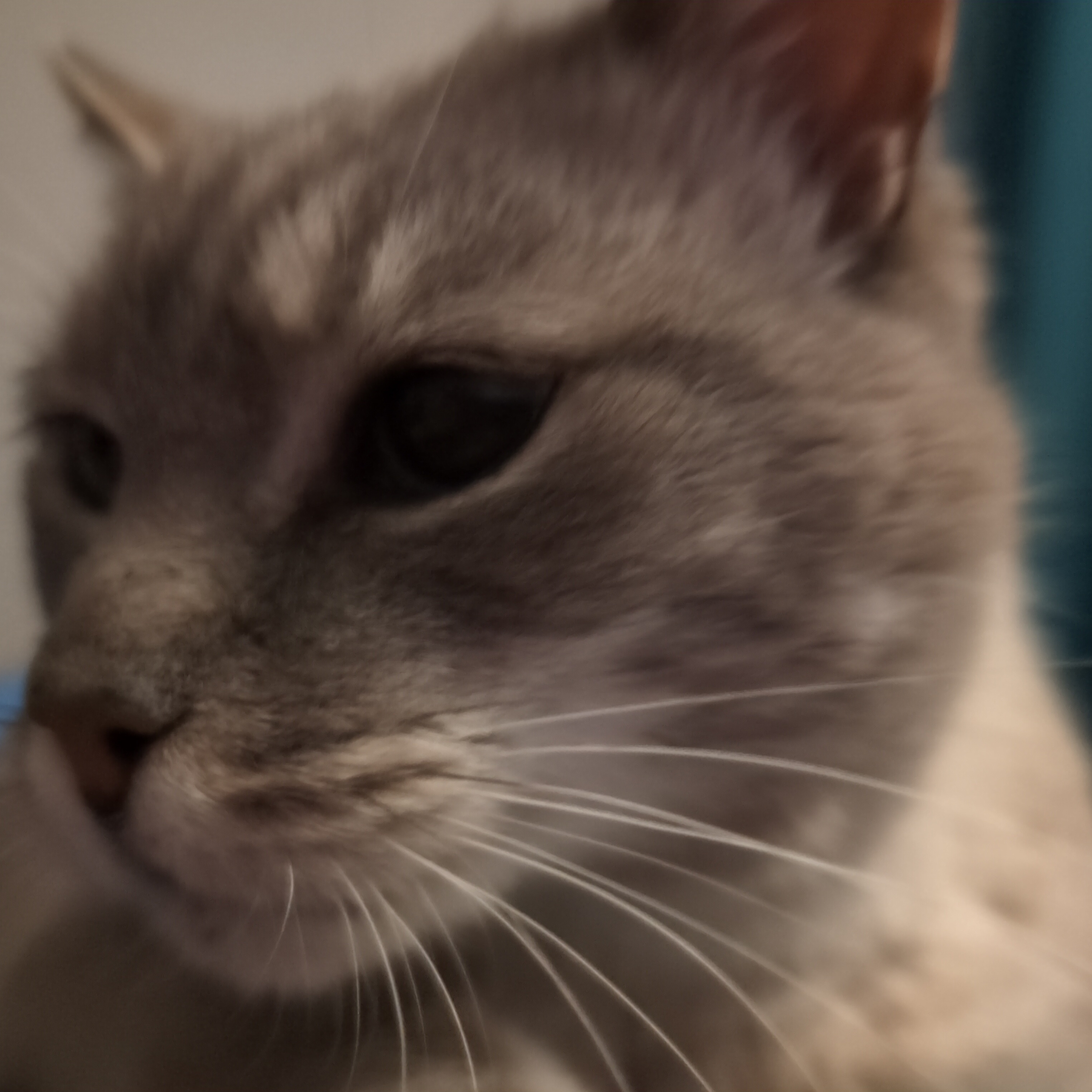 Mousig