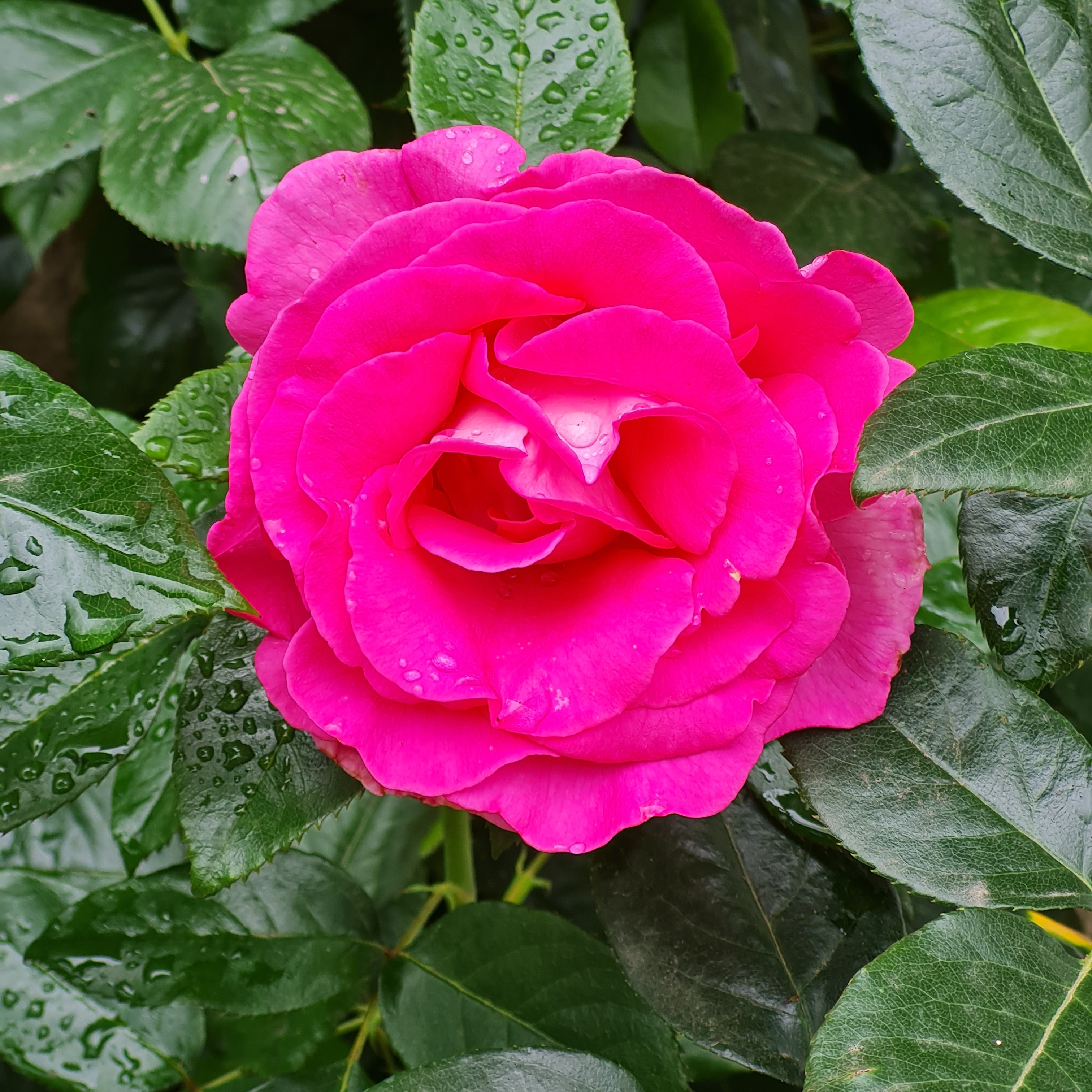 Violette39