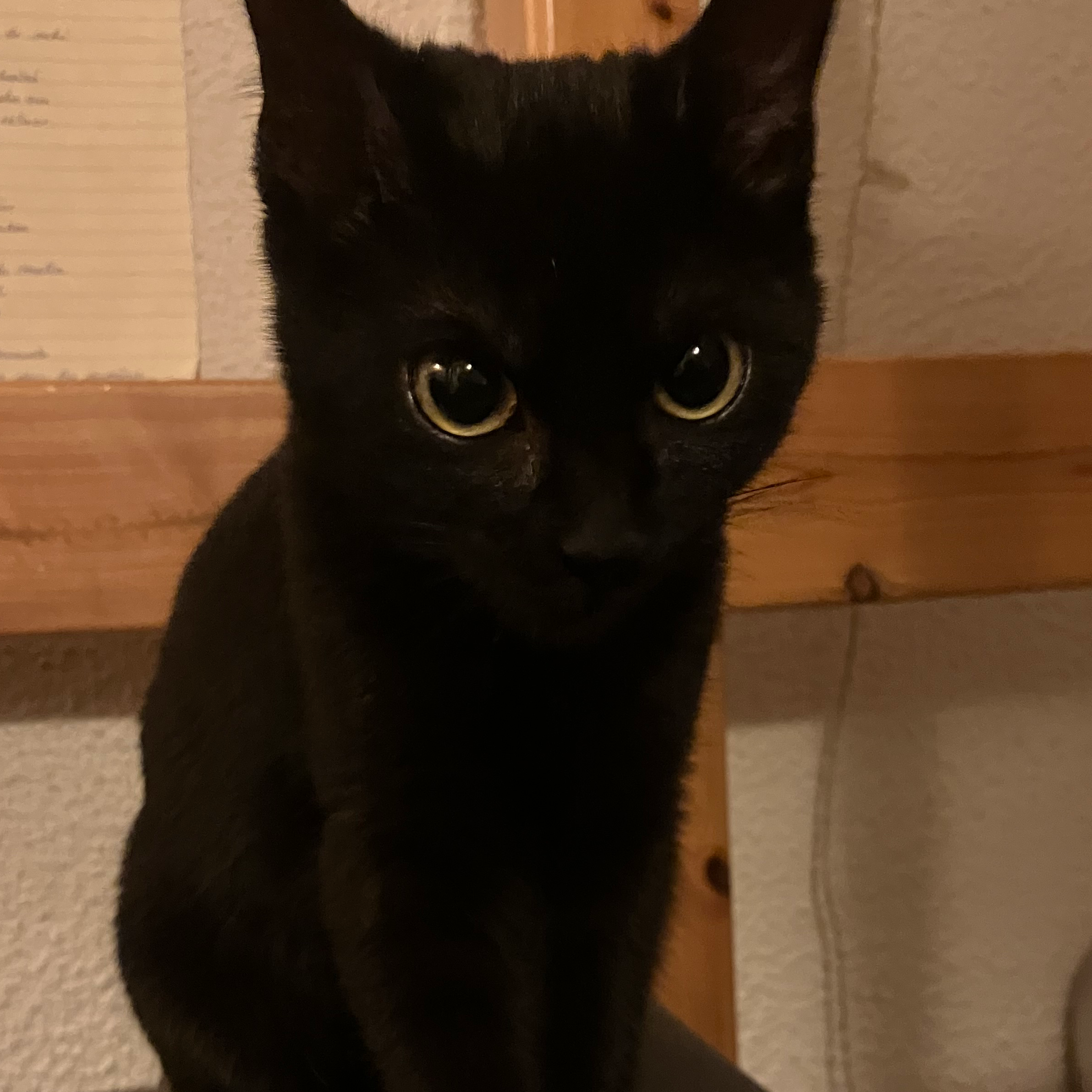 Elfi