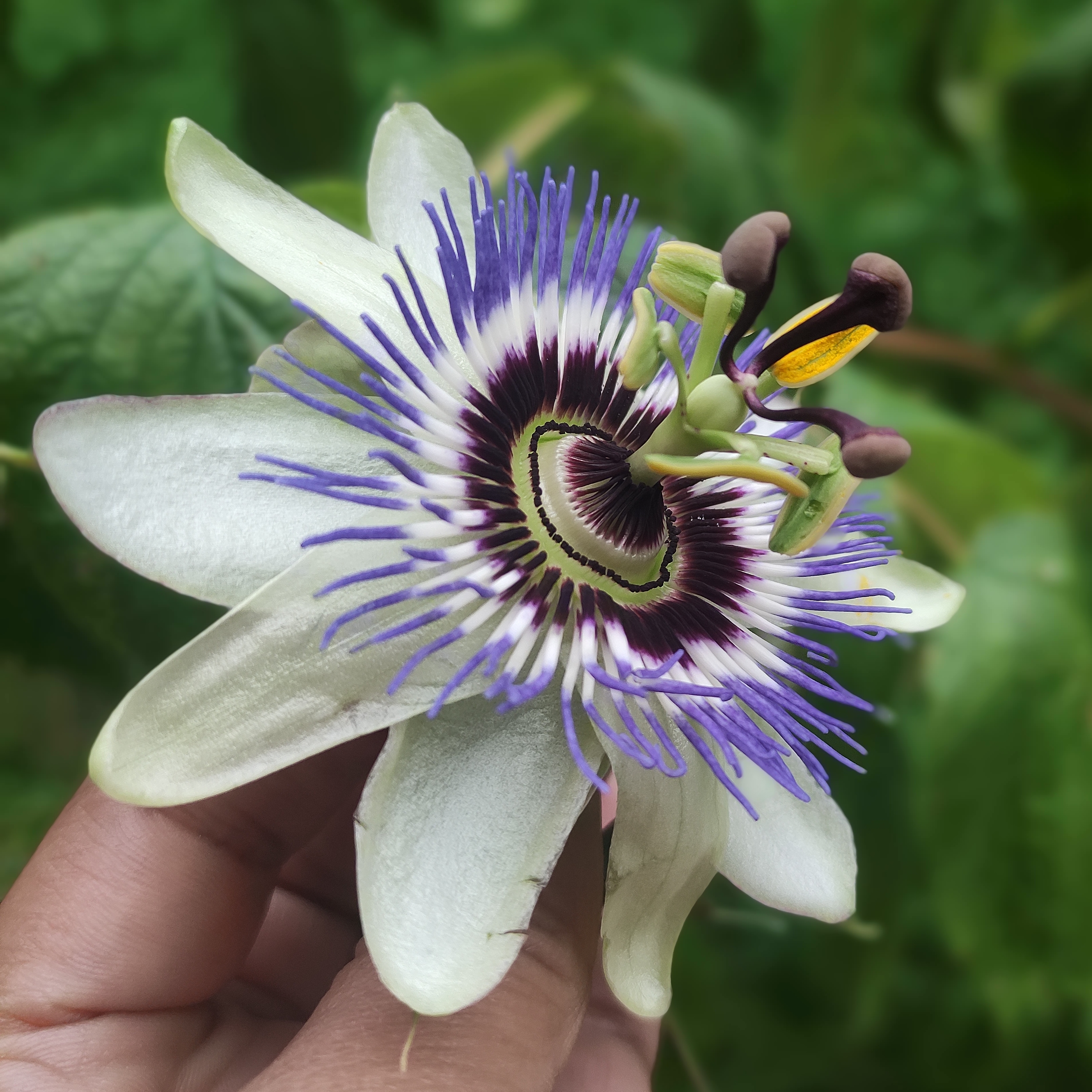Myriana