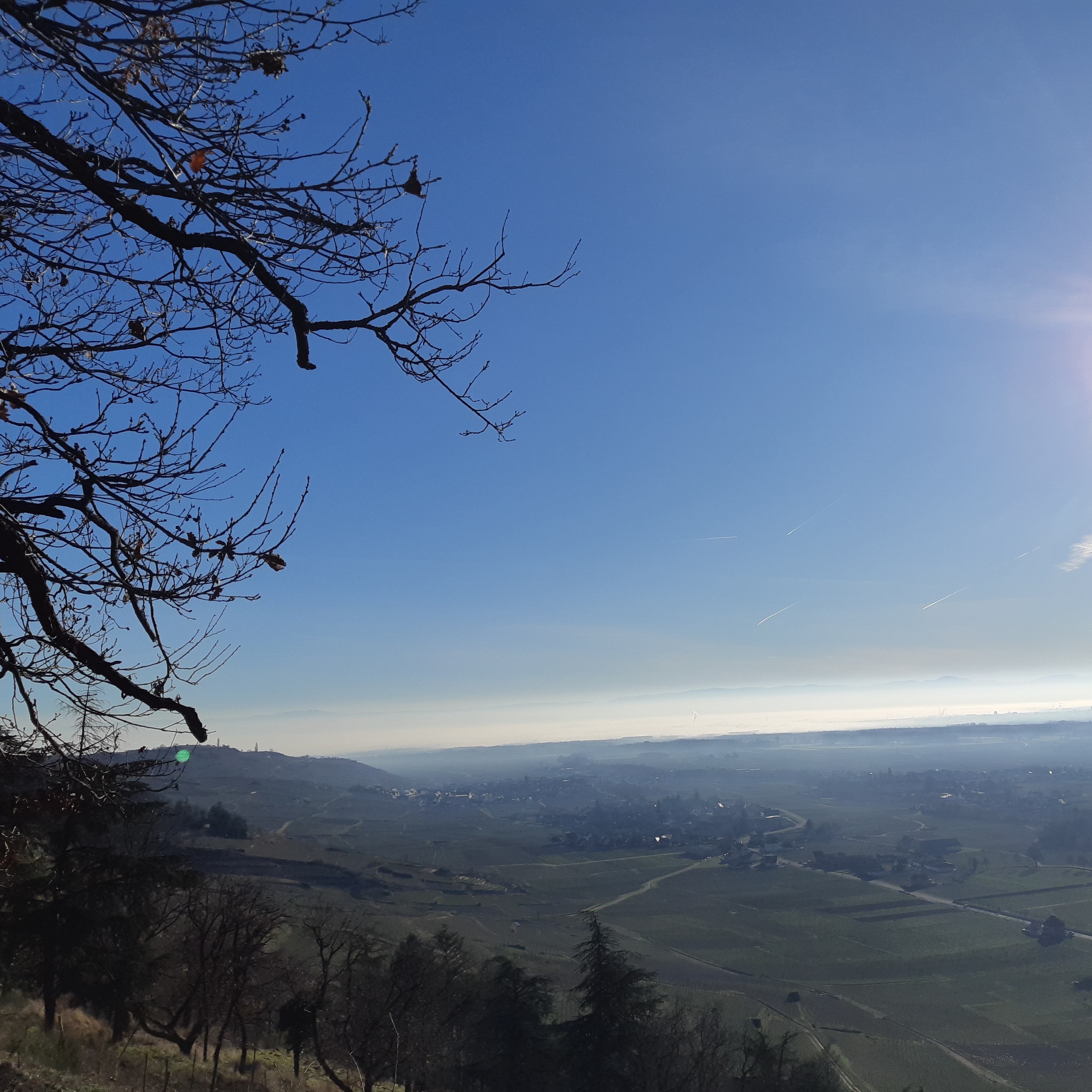 Melinalsace