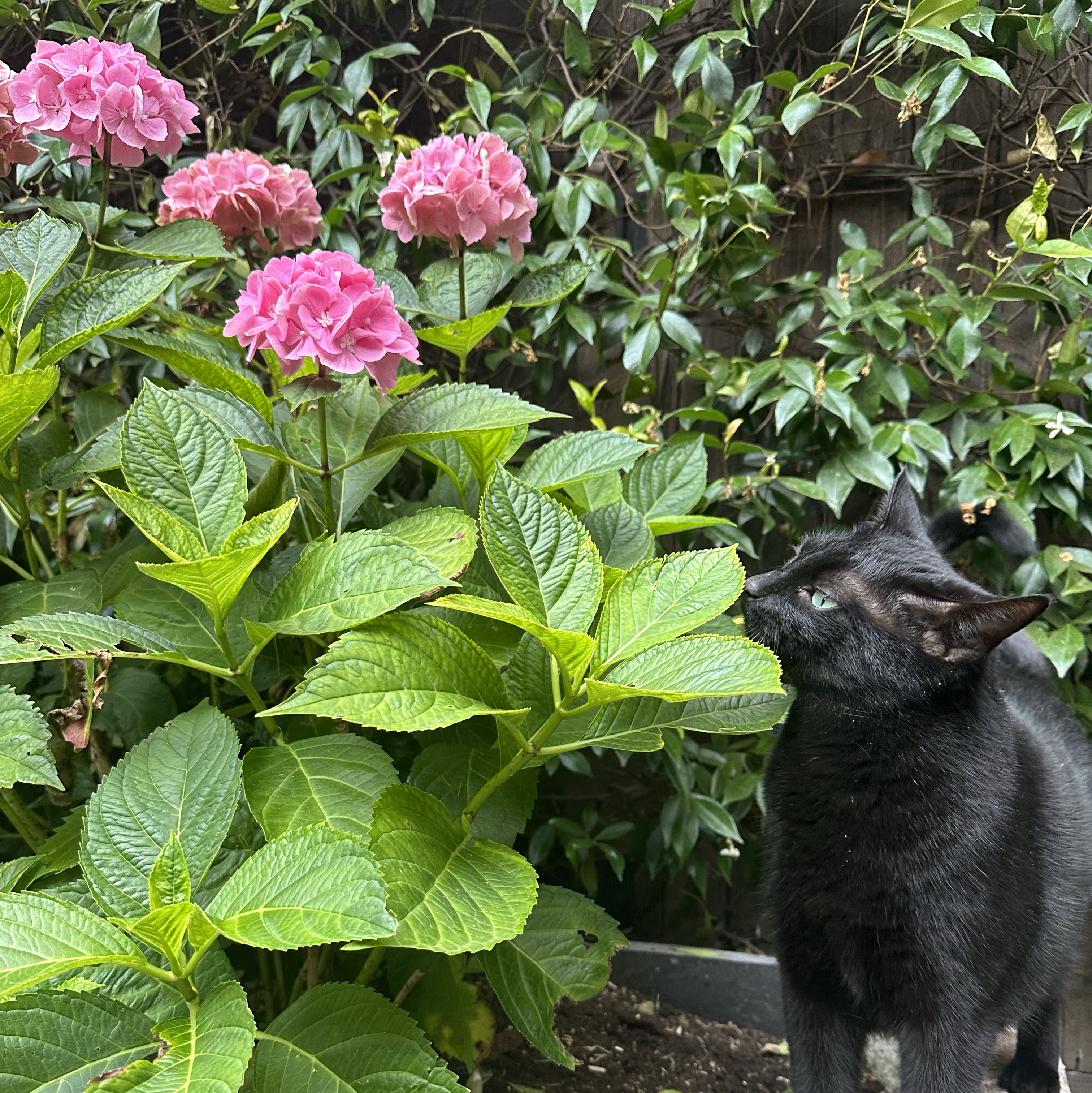 Pénélope