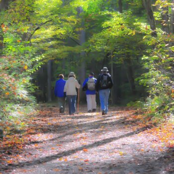 Marcheurs dans la forêt