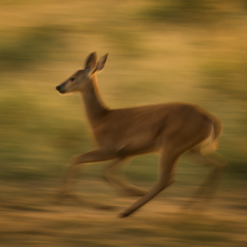Biche qui court