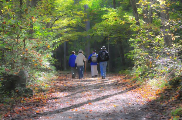 Photo : Marcheurs dans la forêt