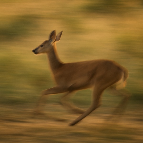 Photo : Biche qui court