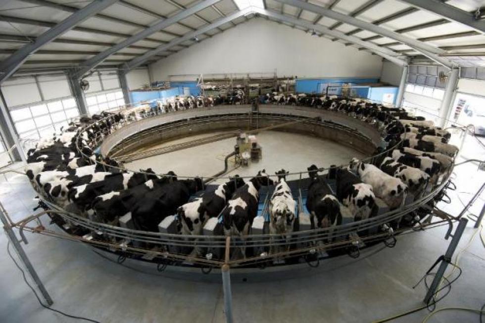 Les 1.200 vaches de la ferme d'Heideland, à Kemberg, au sud de Berlin, sont traites sur un carrousel, le 23 mars 2015 (AFP / John MacDougall)