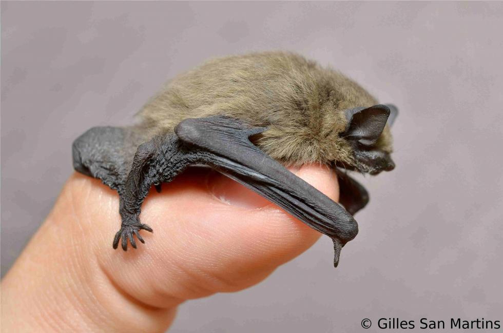 Une pipistrelle.