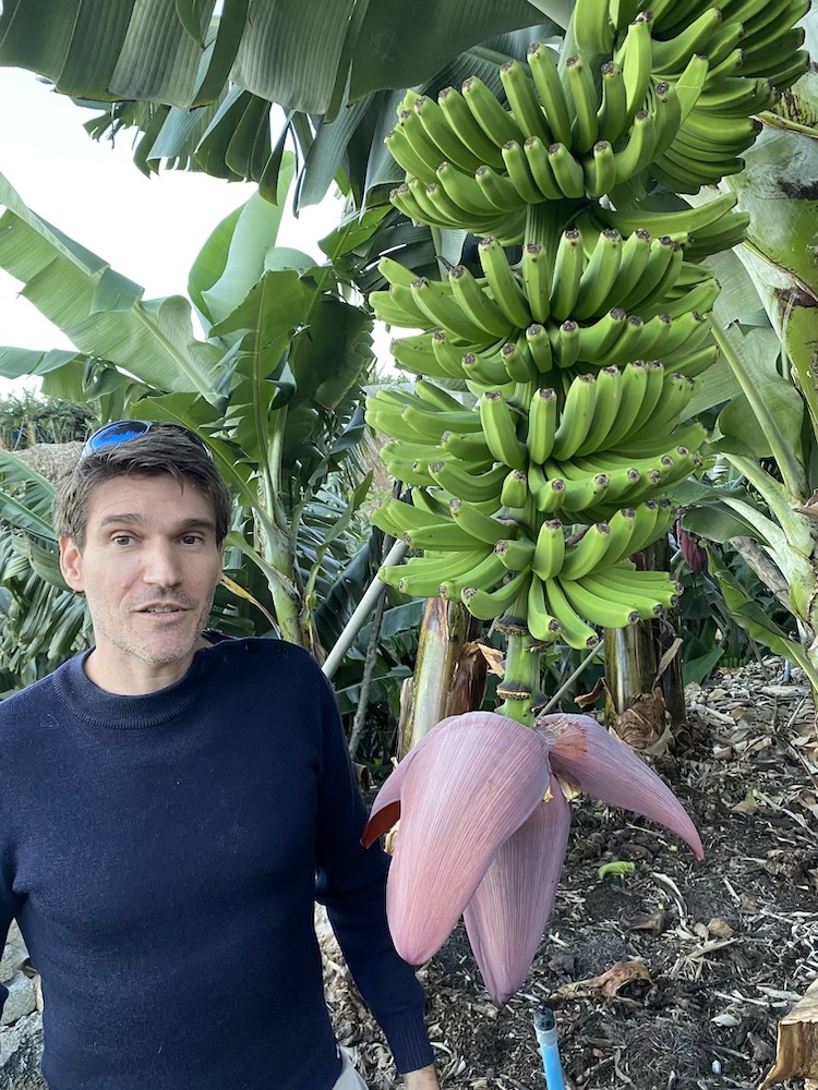Régime de bananes avec la fleur de bananes 