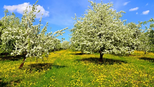 Pourquoi le printemps est-il la meilleure saison pour vendre sa maison ?