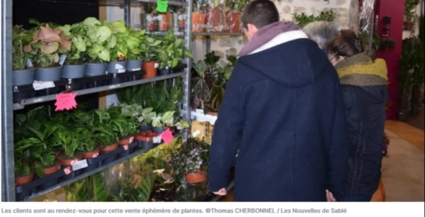 Sablé-sur-Sarthe : une vente de plantes à prix cassés jusqu'à dimanche