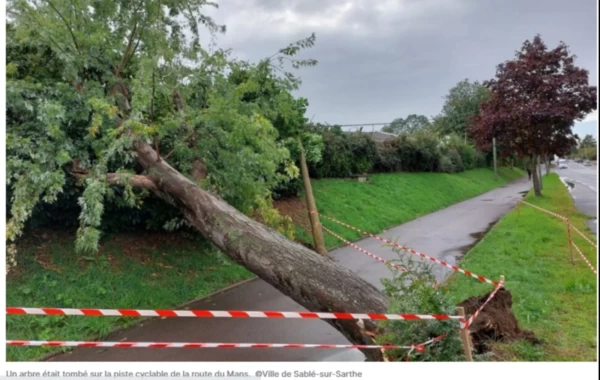 A Sablé-sur-Sarthe, dix arbres dangereux vont être abattus