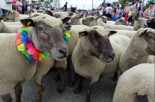 LIGNÉ : 26ème ÉDITION DE LA FÊTE DU MOUTON DIMANCHE 14 JUILLET 2024