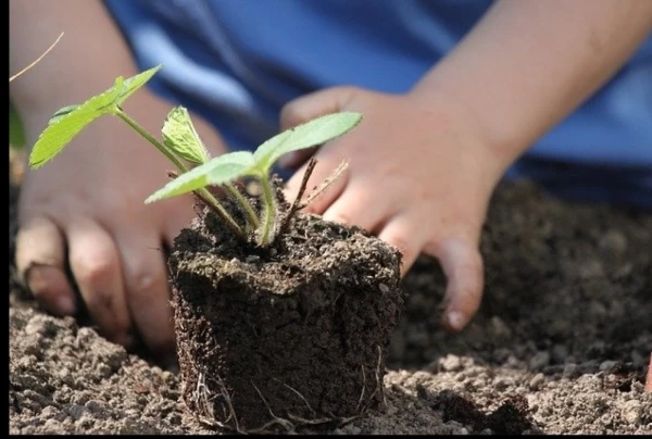 ECHANGE ET PARTAGE DE PLANTS DU POTAGER