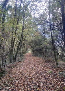 Propriété 33ha étangs chasse piscine.