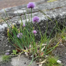 🌱 Les Mauvaises Herbes n’existent pas  🌱