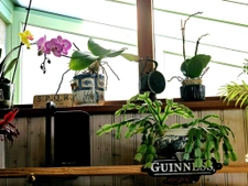 Maison de charme fin XIXème