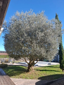 Maison contemporaine T6 avec piscine   Bouloc (31620)