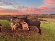 Exceptional Estate with Established Gîte Business, up to 40 