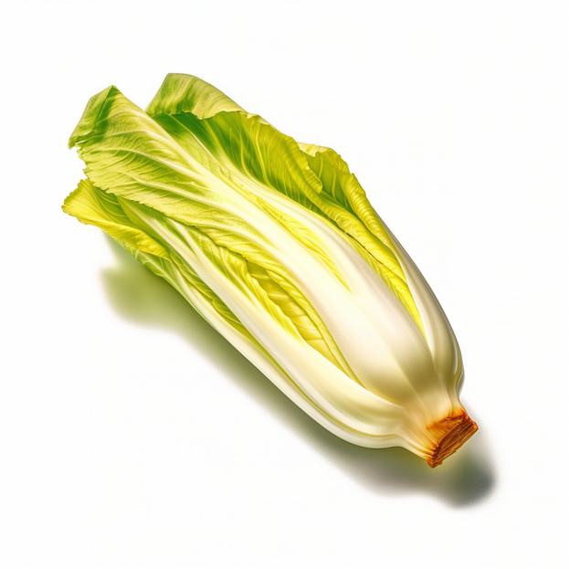 Endives blanches