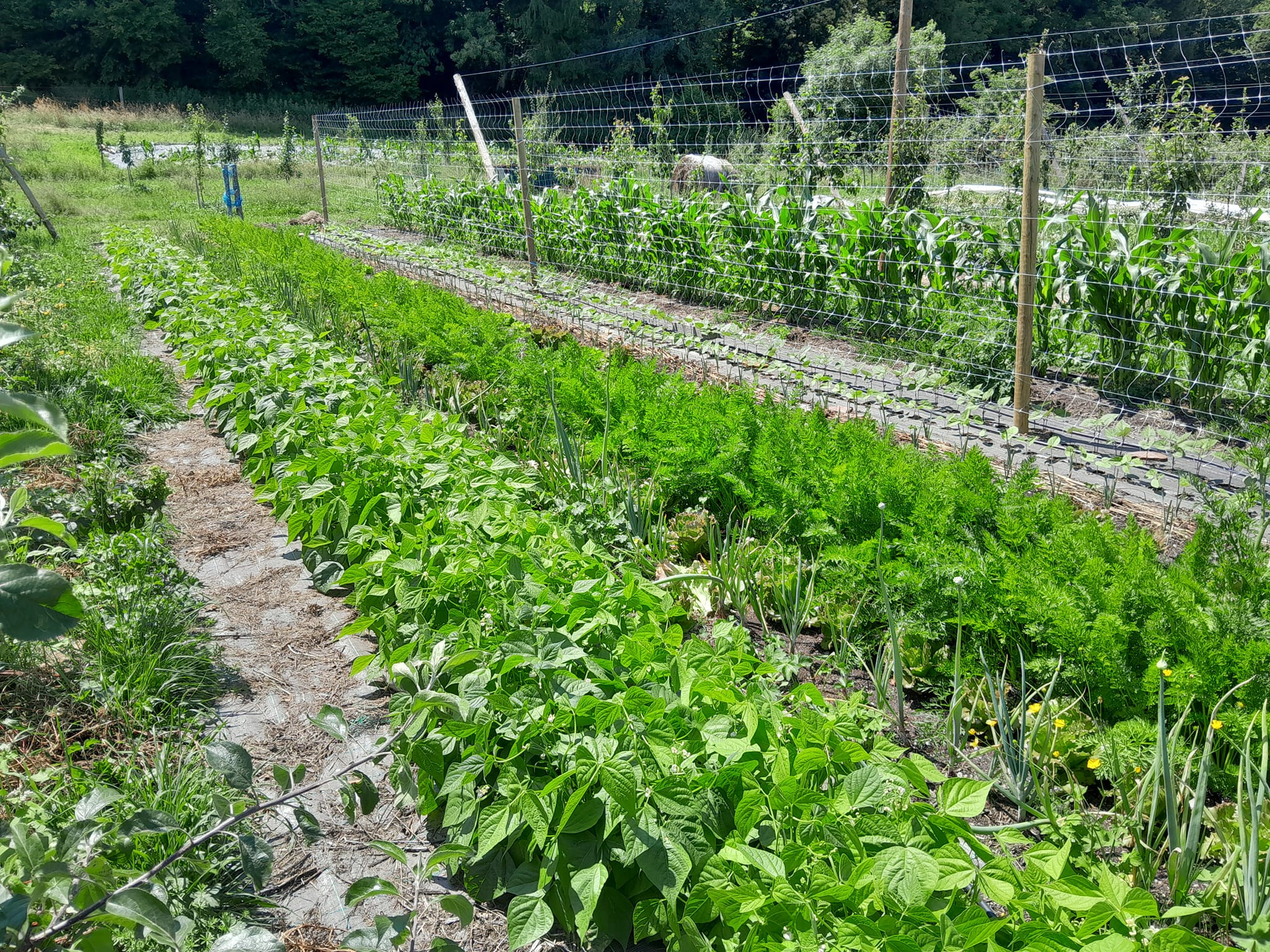 Le potager de Dantonnière