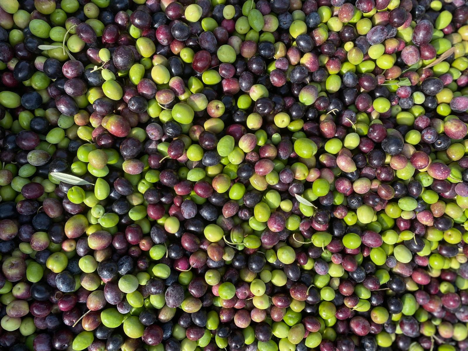 EARL ARAVECCHIA BIO CULTURE