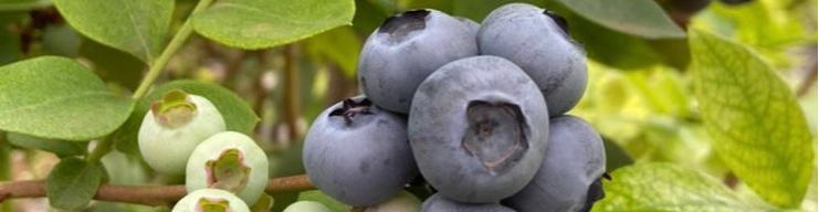 MYRTILLES DU TRIMOULET