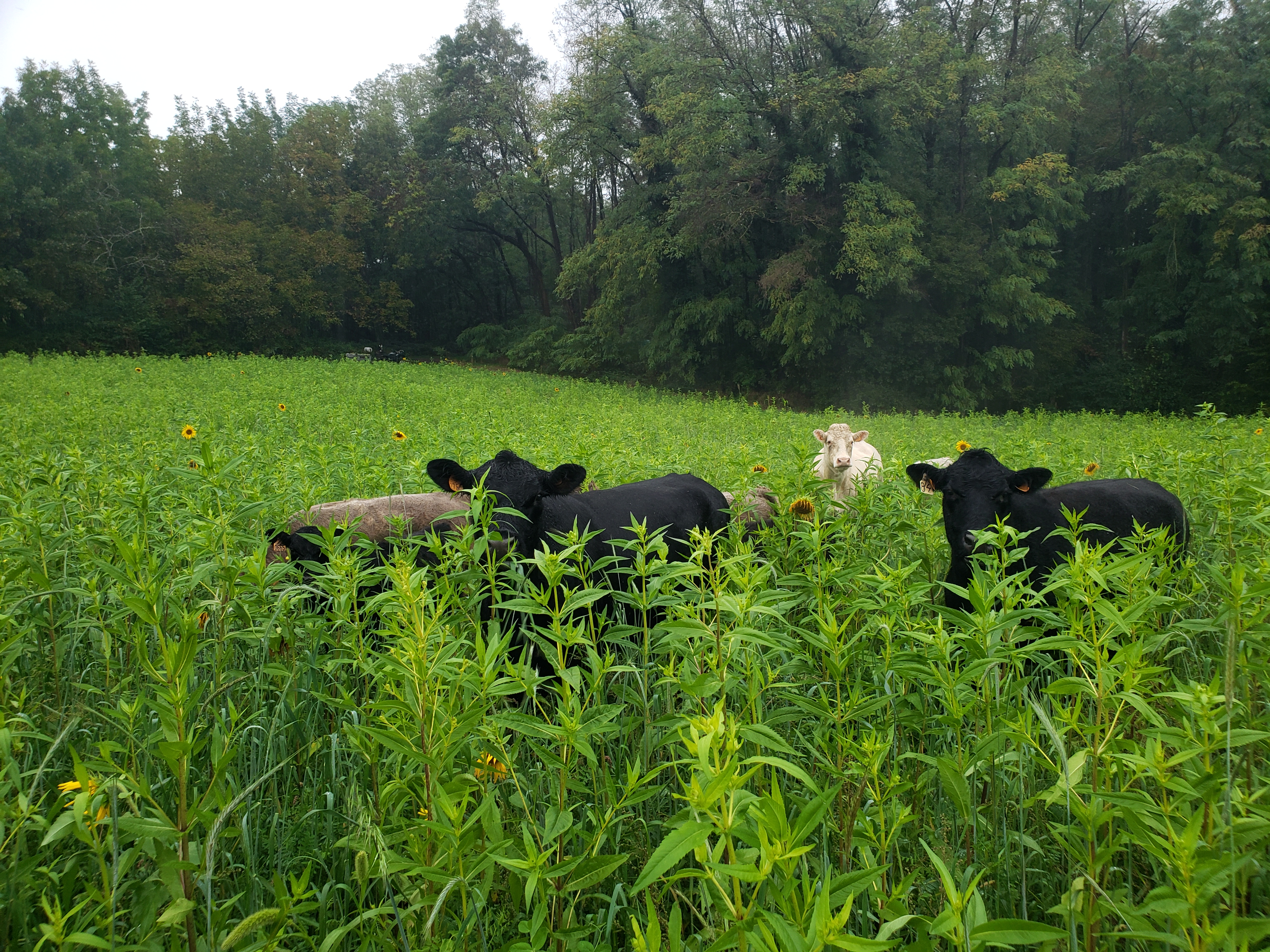 La Ferme du Petit Brens