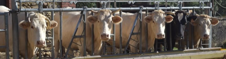 Les Délices de Nanou