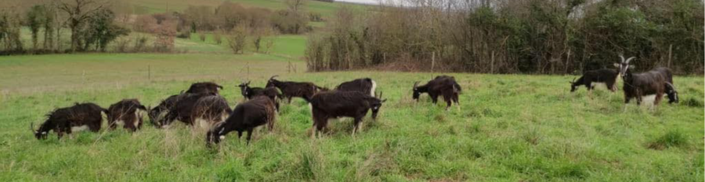 EI Michelet Ophelie La bulle de chèvre